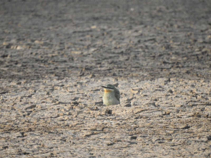 blåkinnbieter - ML645437499