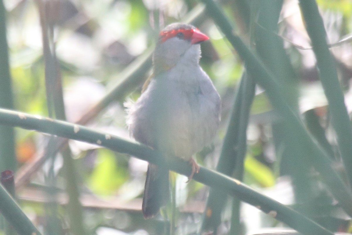 Al Kaşlı Belikınalı - ML645437510