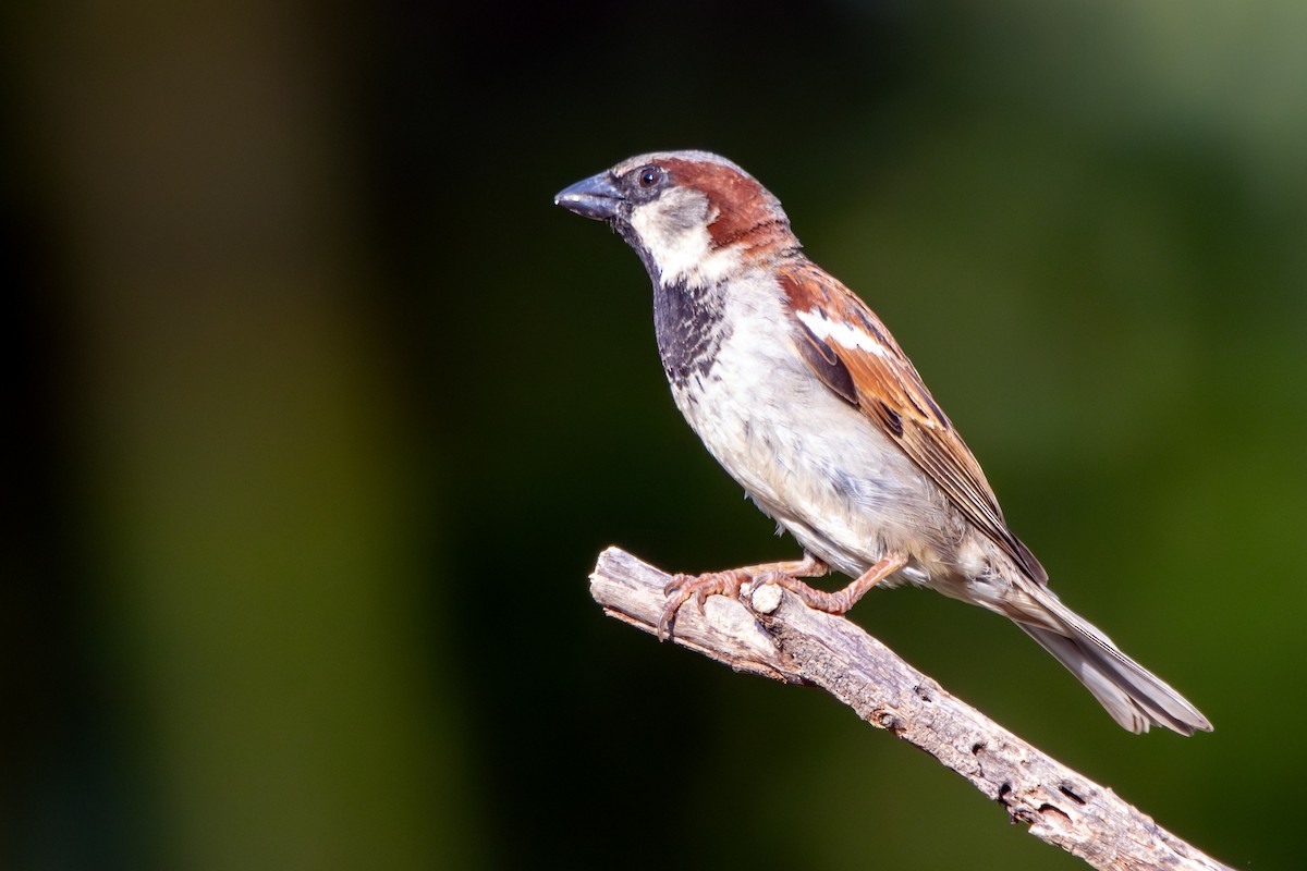 Gorrión Común - ML645437524