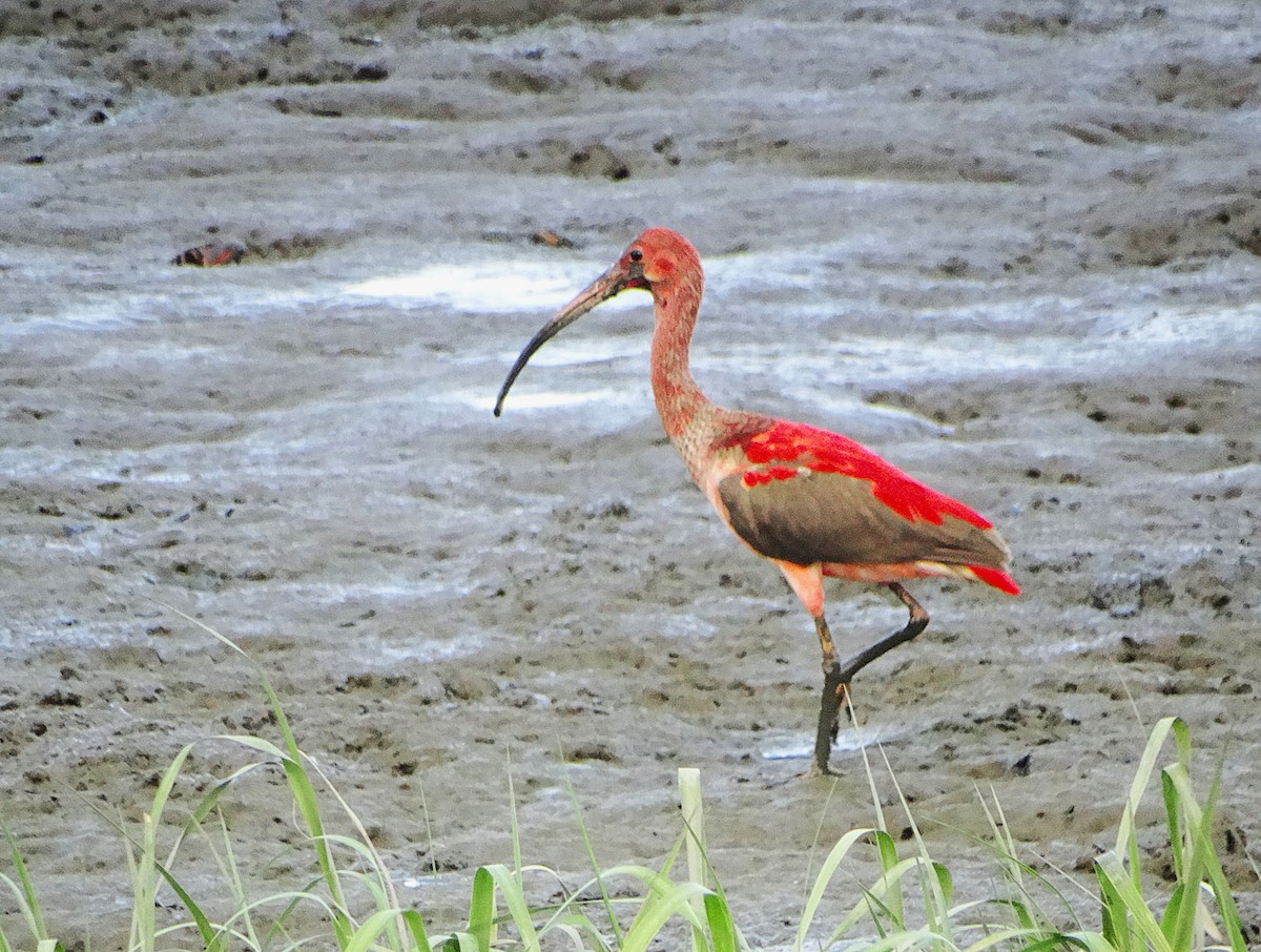 Scarlet Ibis - ML645437527