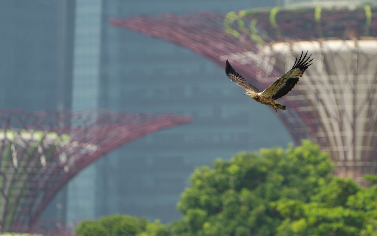 עיטם לבן-גחון - ML645437534