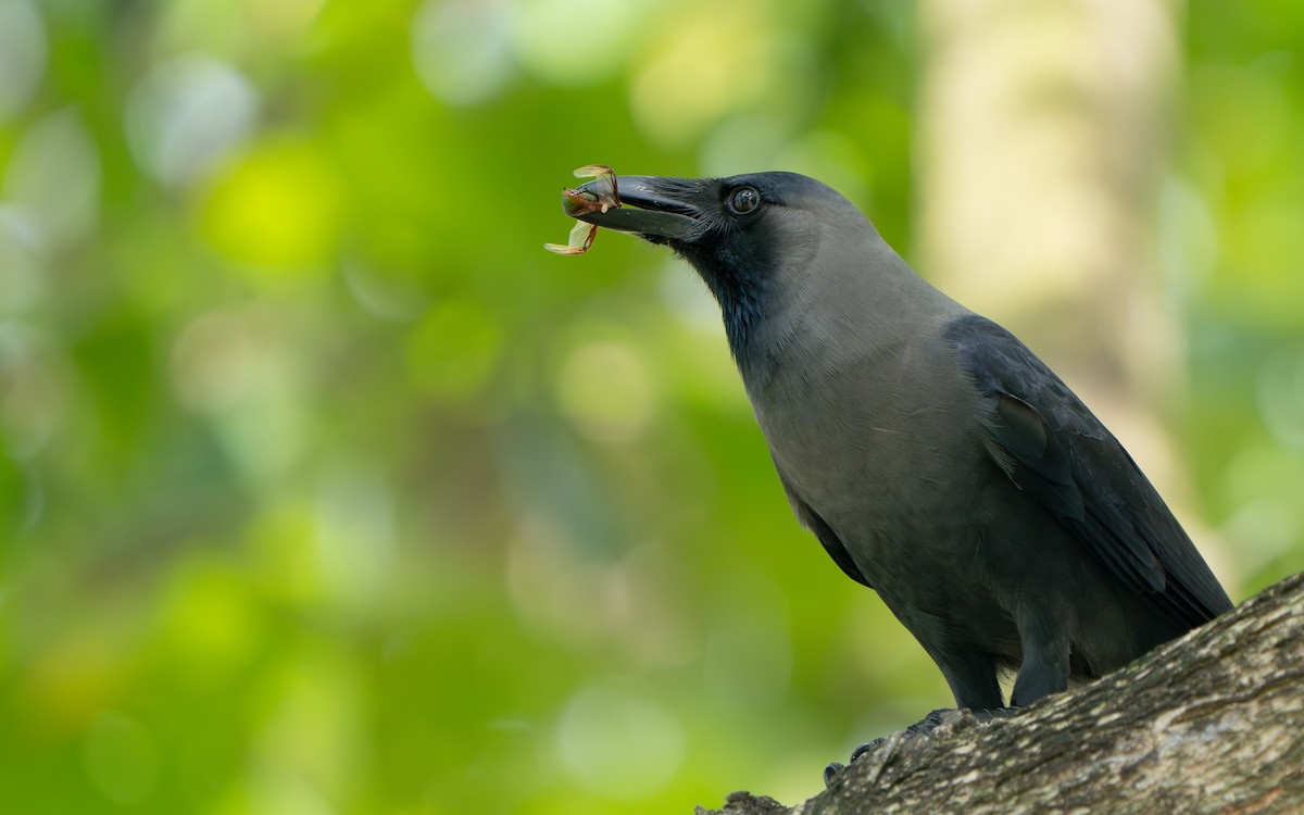 עורב הודי - ML645437536