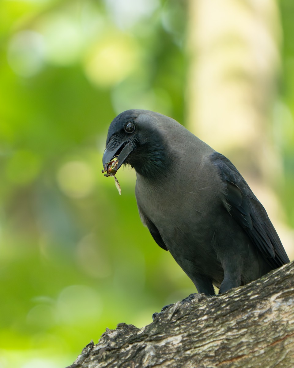 עורב הודי - ML645437537