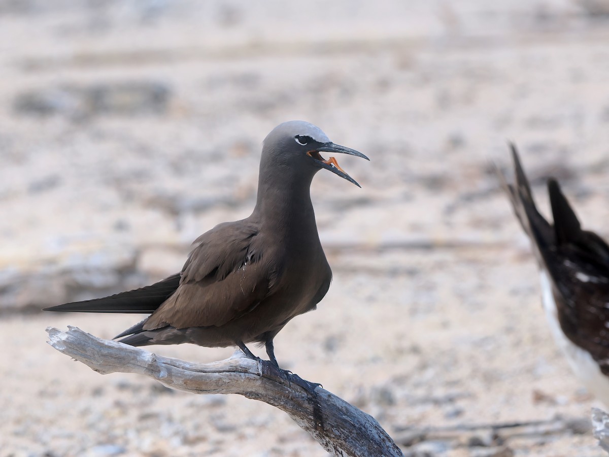 Brown Noddy - ML645437541