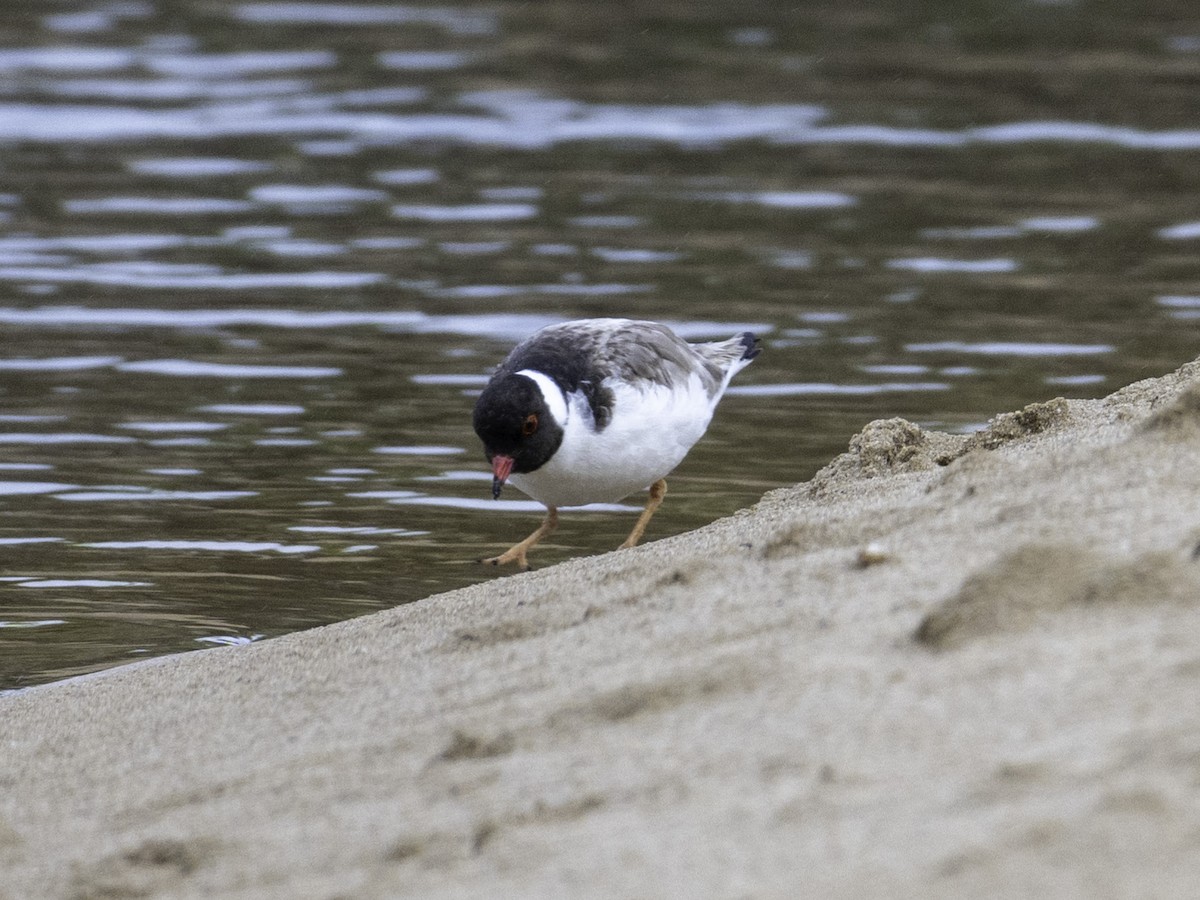 Chorlito Encapuchado - ML645437545