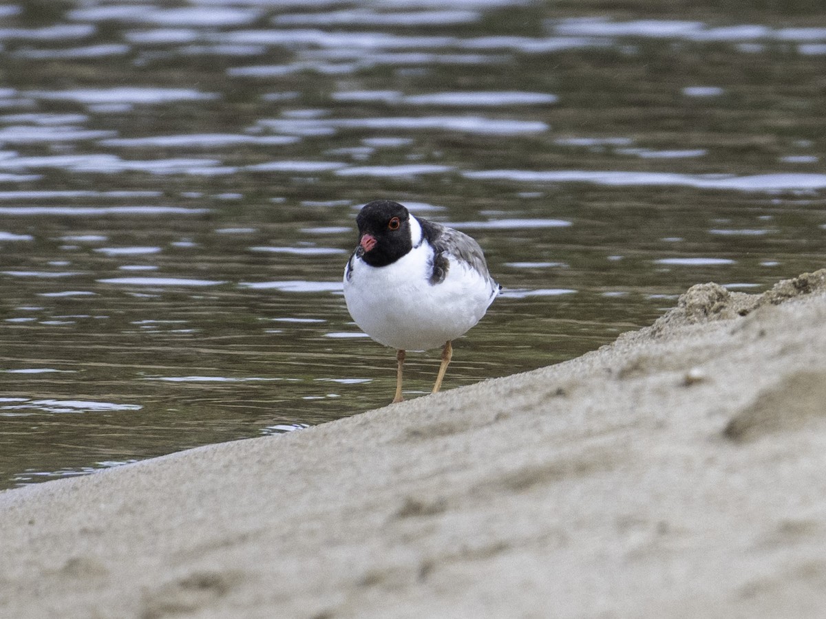 Chorlito Encapuchado - ML645437546