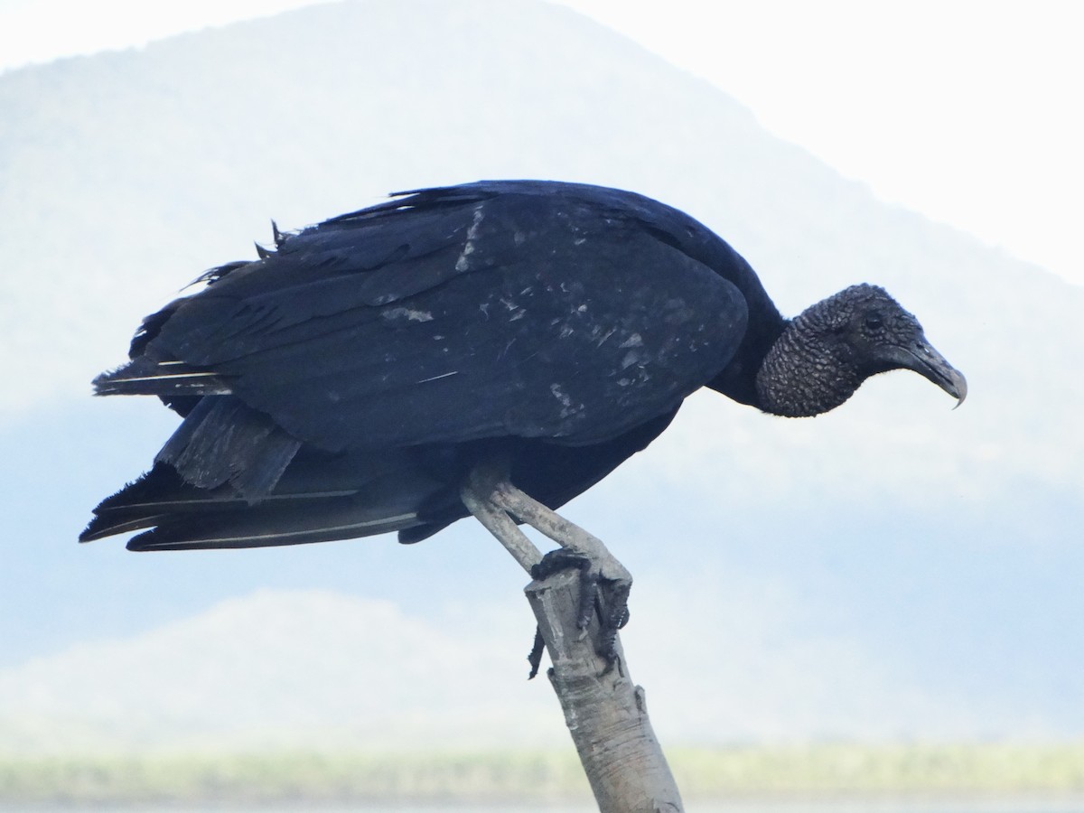 Black Vulture - ML645437558