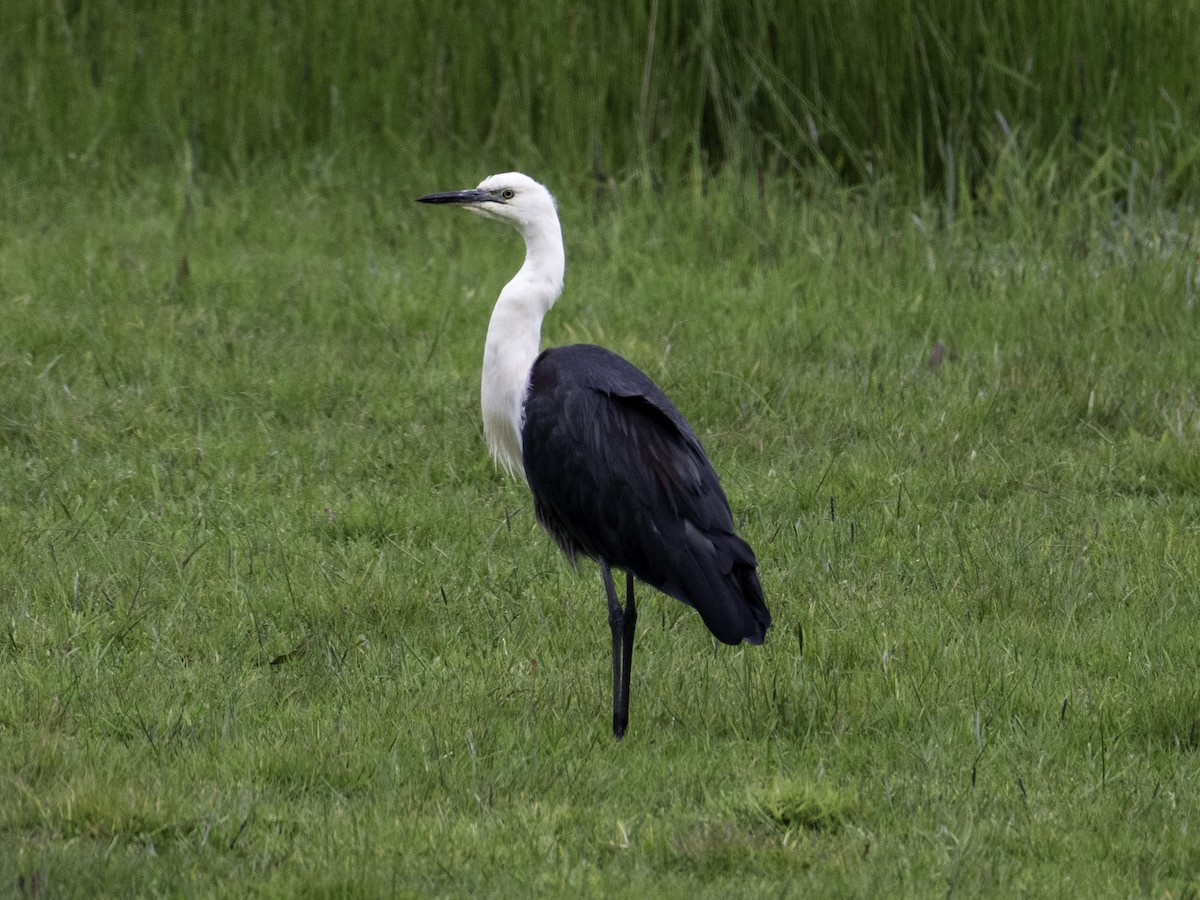 Garza Cuelliblanca - ML645437564