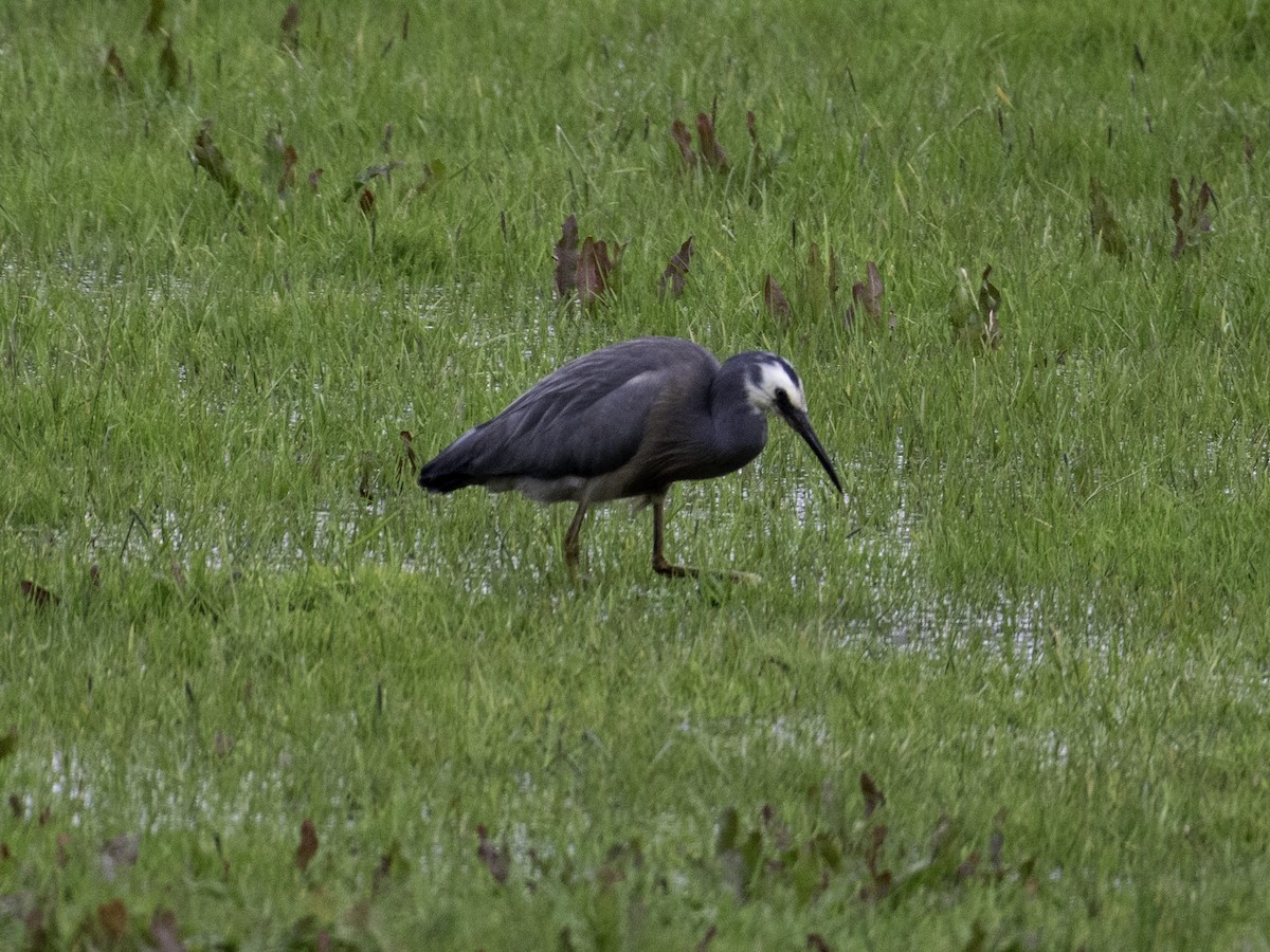 Garceta Cariblanca - ML645437566