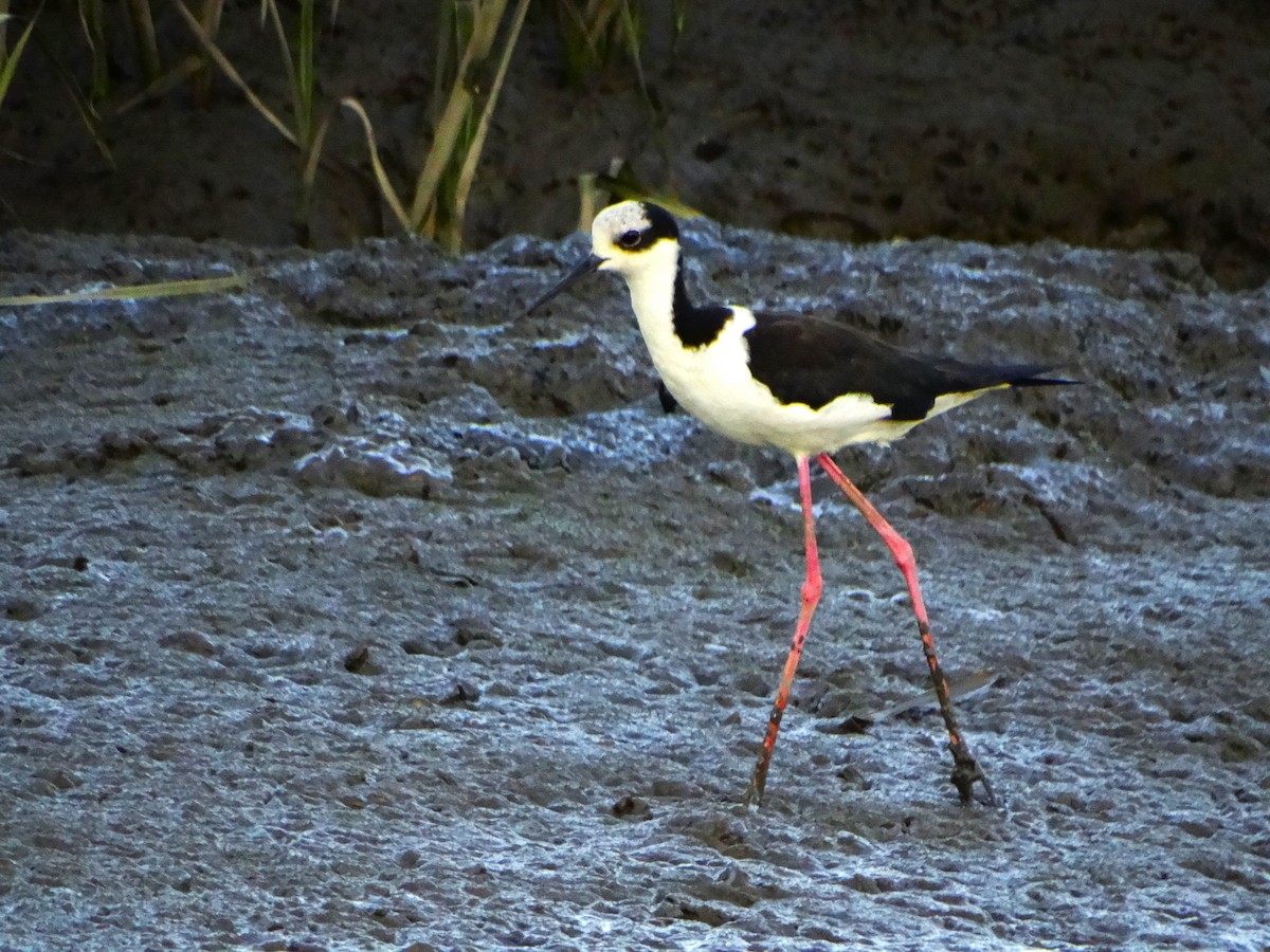Black-necked Stilt (White-backed) - ML645437571