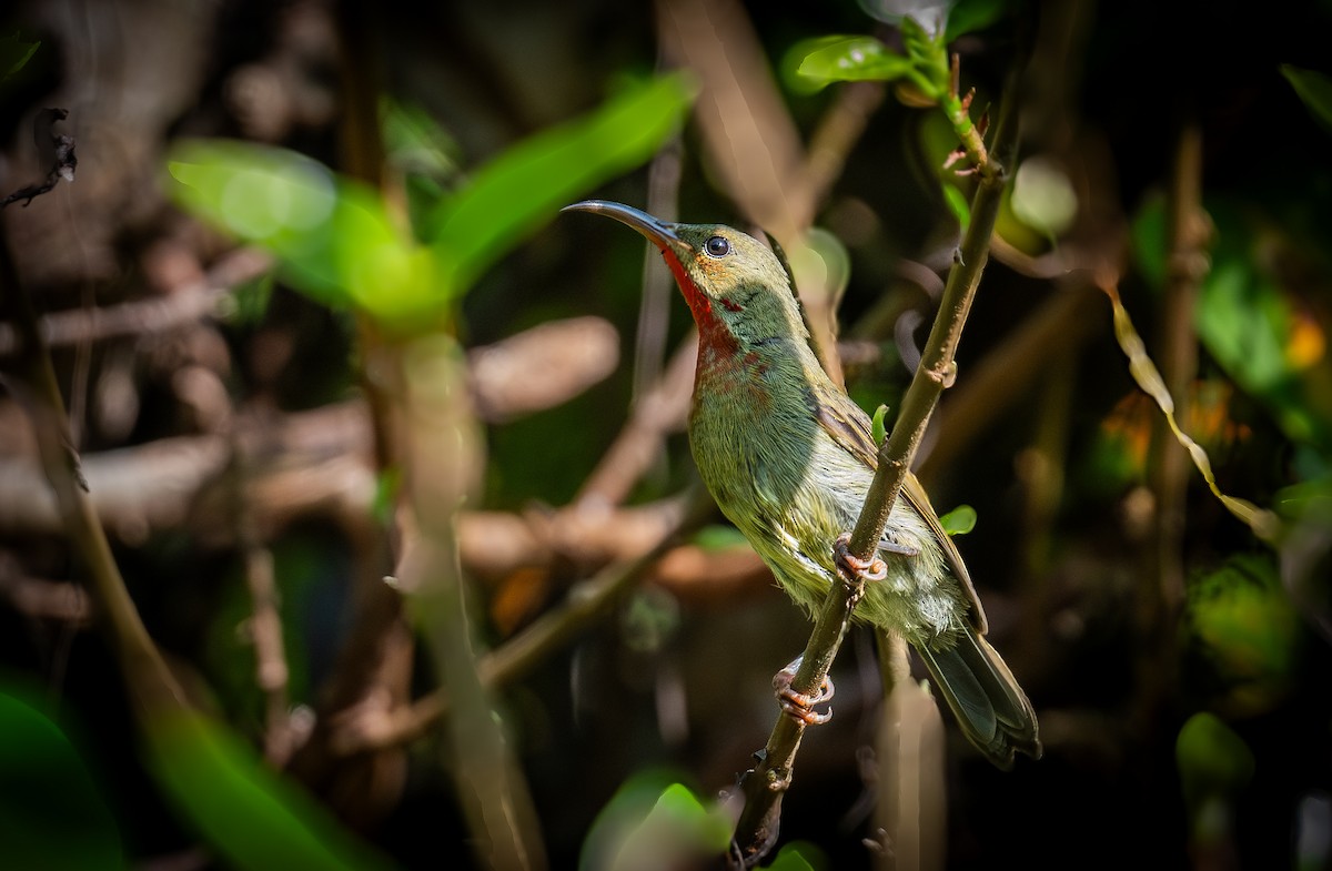 strdimil karmínovoprsý - ML645437573