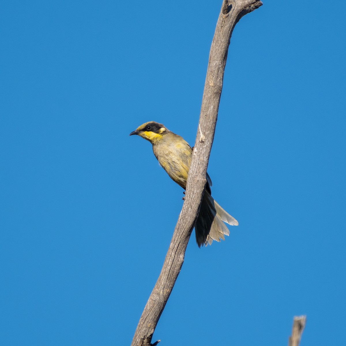 Yellow-tufted Honeyeater - ML645437574