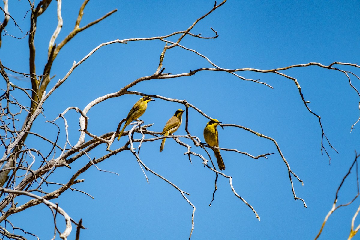Yellow-tufted Honeyeater - ML645437575
