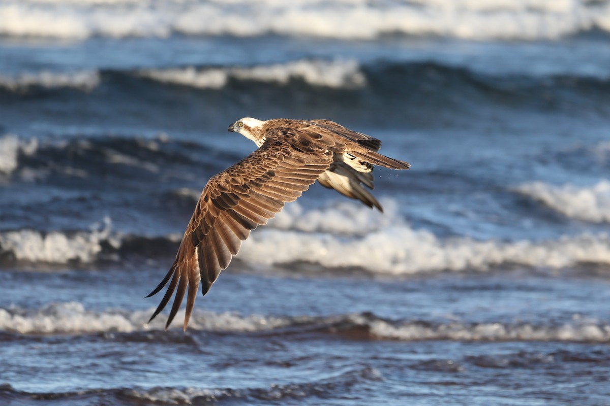 Osprey - ML645437581