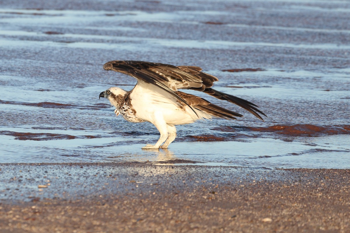 Osprey - ML645437582
