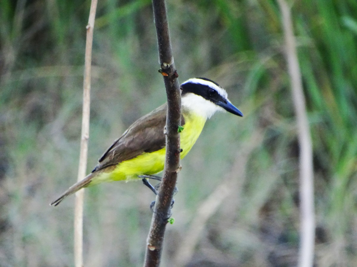 Great Kiskadee - ML645437588