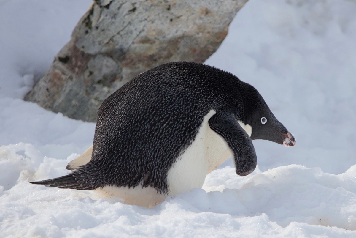 Adelie Penguin - ML645437589