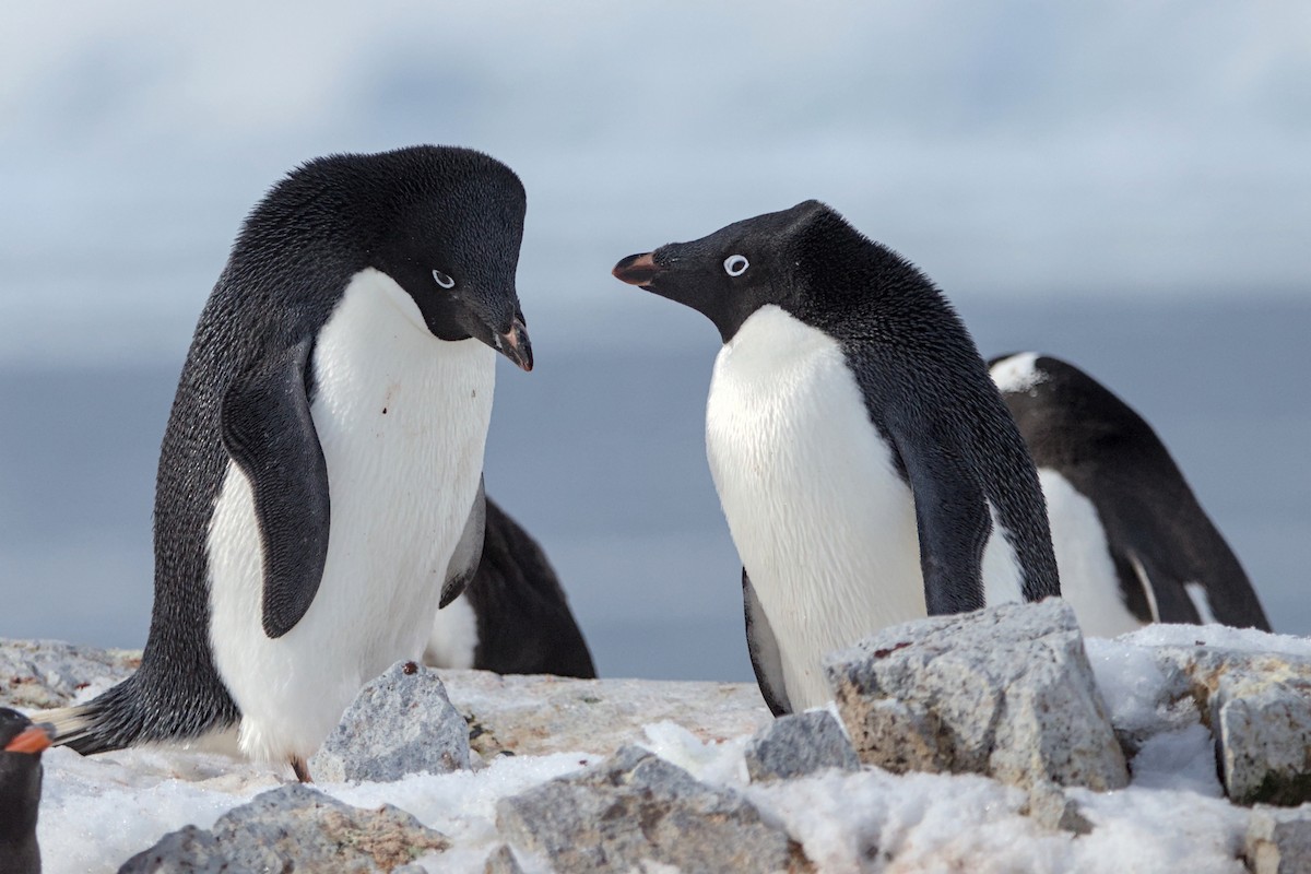 Adelie Penguin - ML645437590