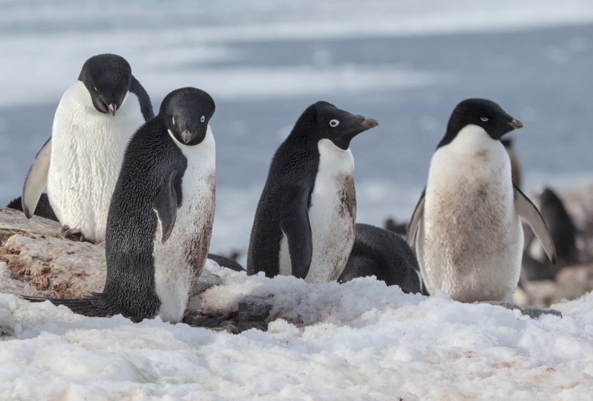 Adelie Penguin - ML645437595