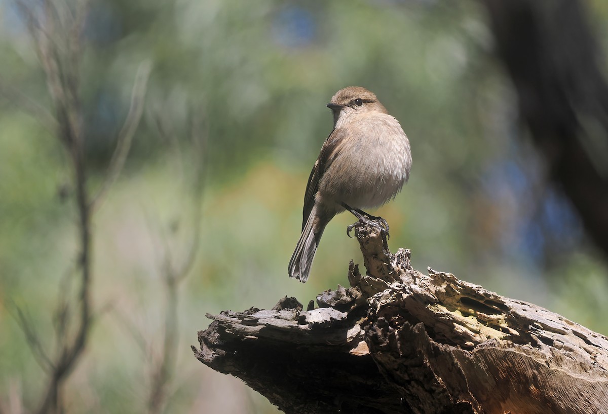 Dusky Robin - ML645437601