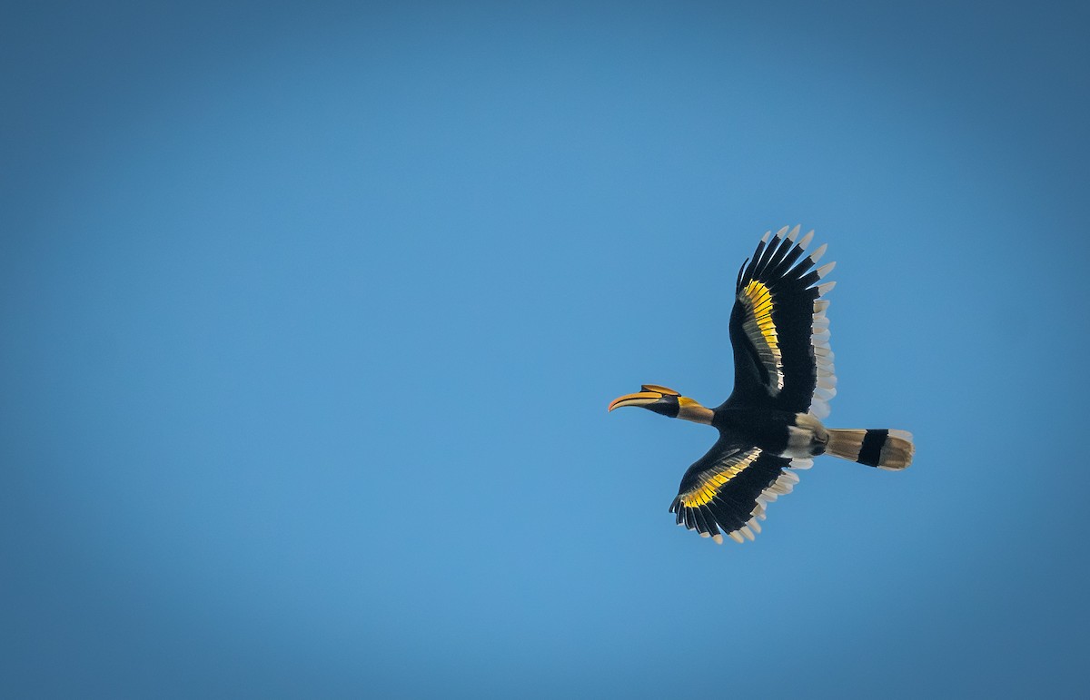 Cálao Bicorne - ML645437623