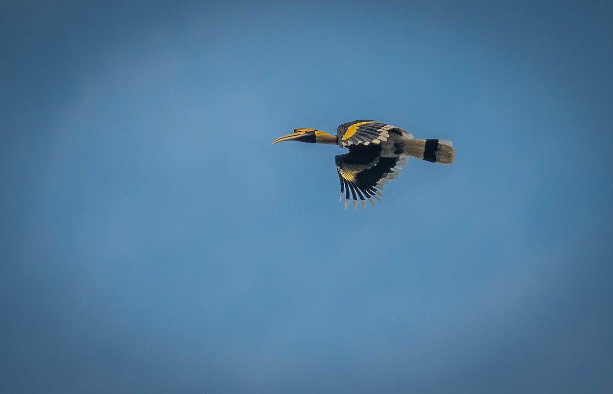 Cálao Bicorne - ML645437624