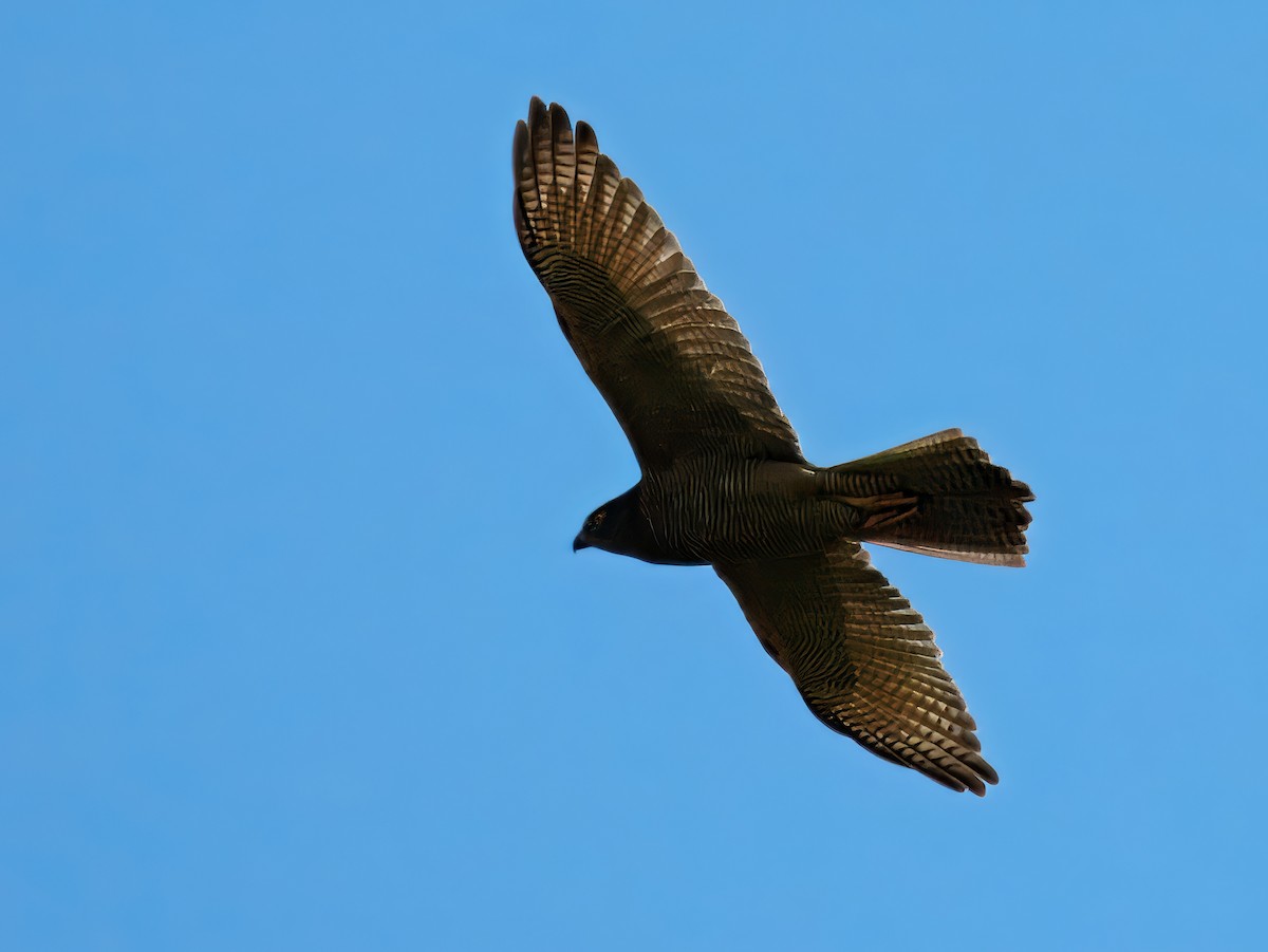 Azor Australiano - ML645437629