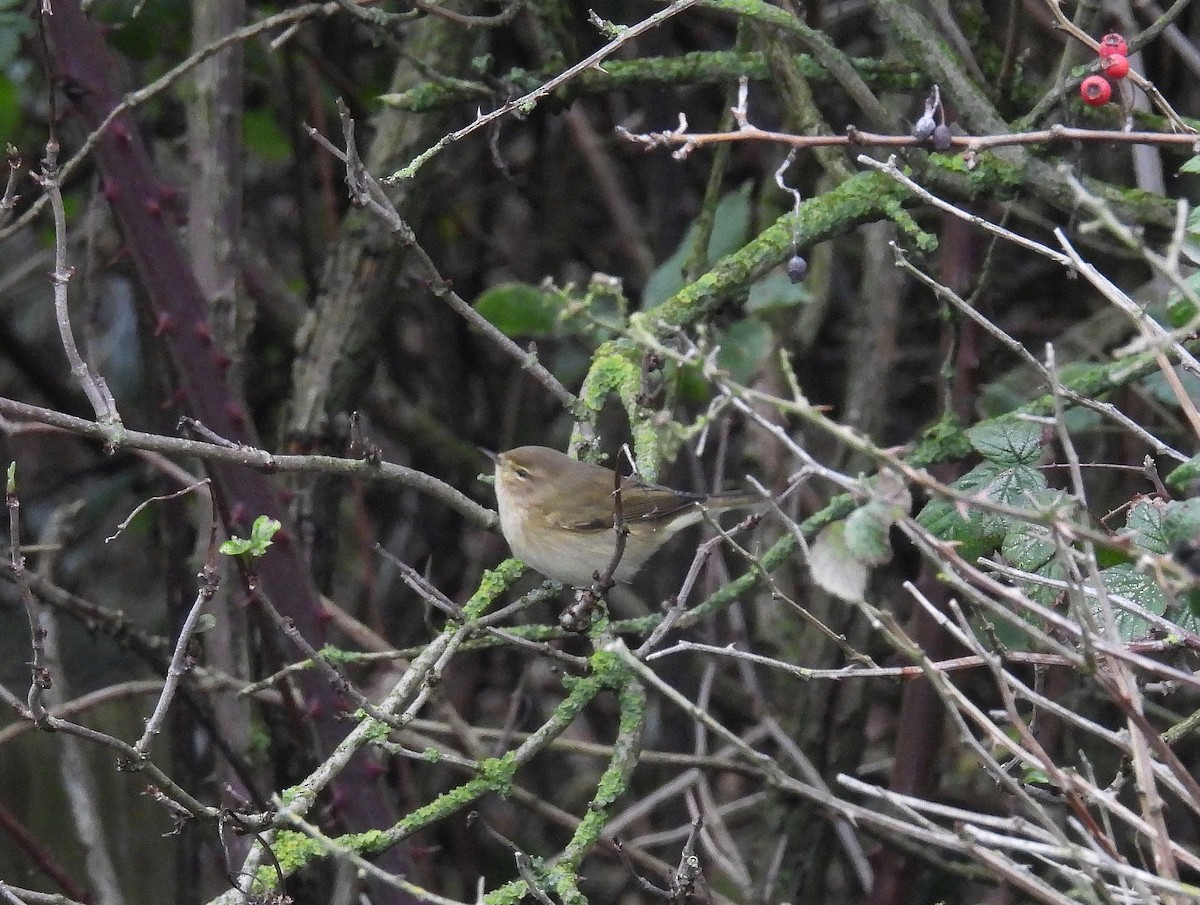Mosquitero Común - ML645437631