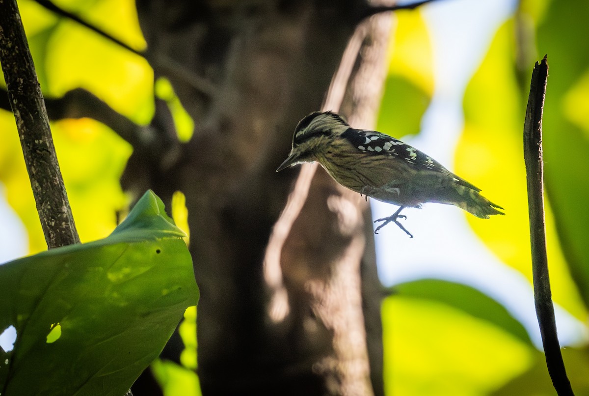 Pico Crestigrís - ML645437632