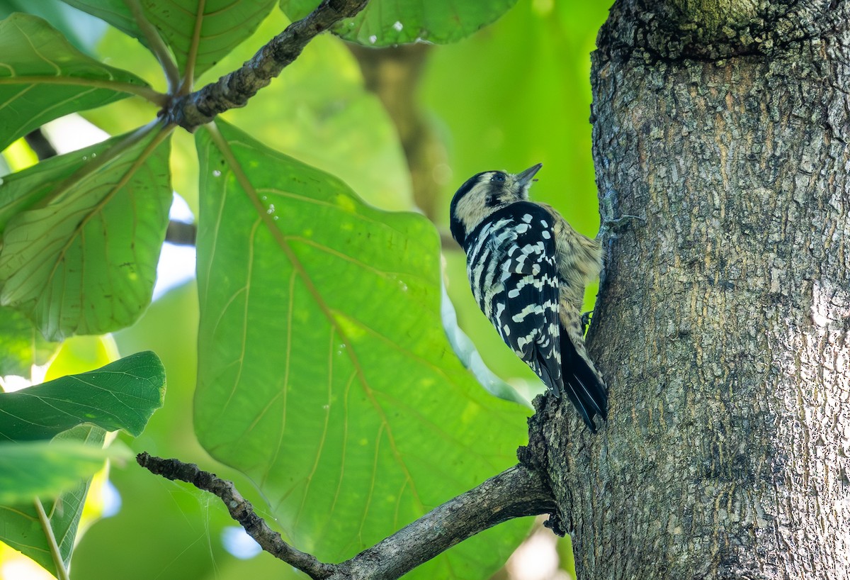 Pico Crestigrís - ML645437633