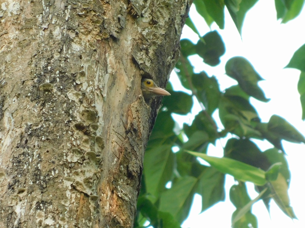 Barbudo Listado - ML645437634