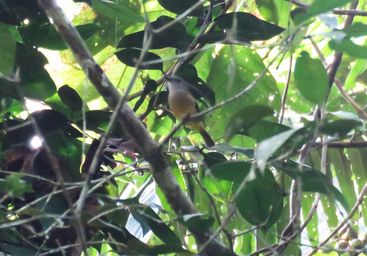 Silbador Barbinegro - ML645437635