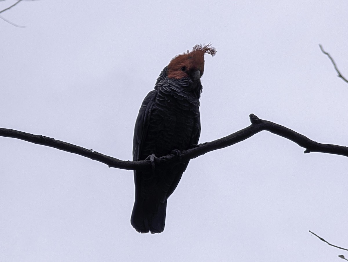 Cacatúa Gangang - ML645437639