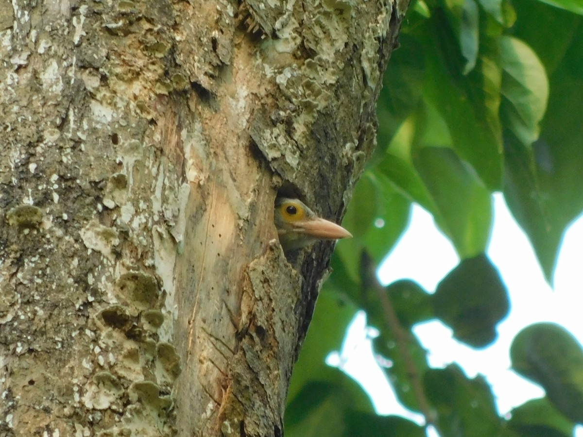 Lineated Barbet - ML645437640