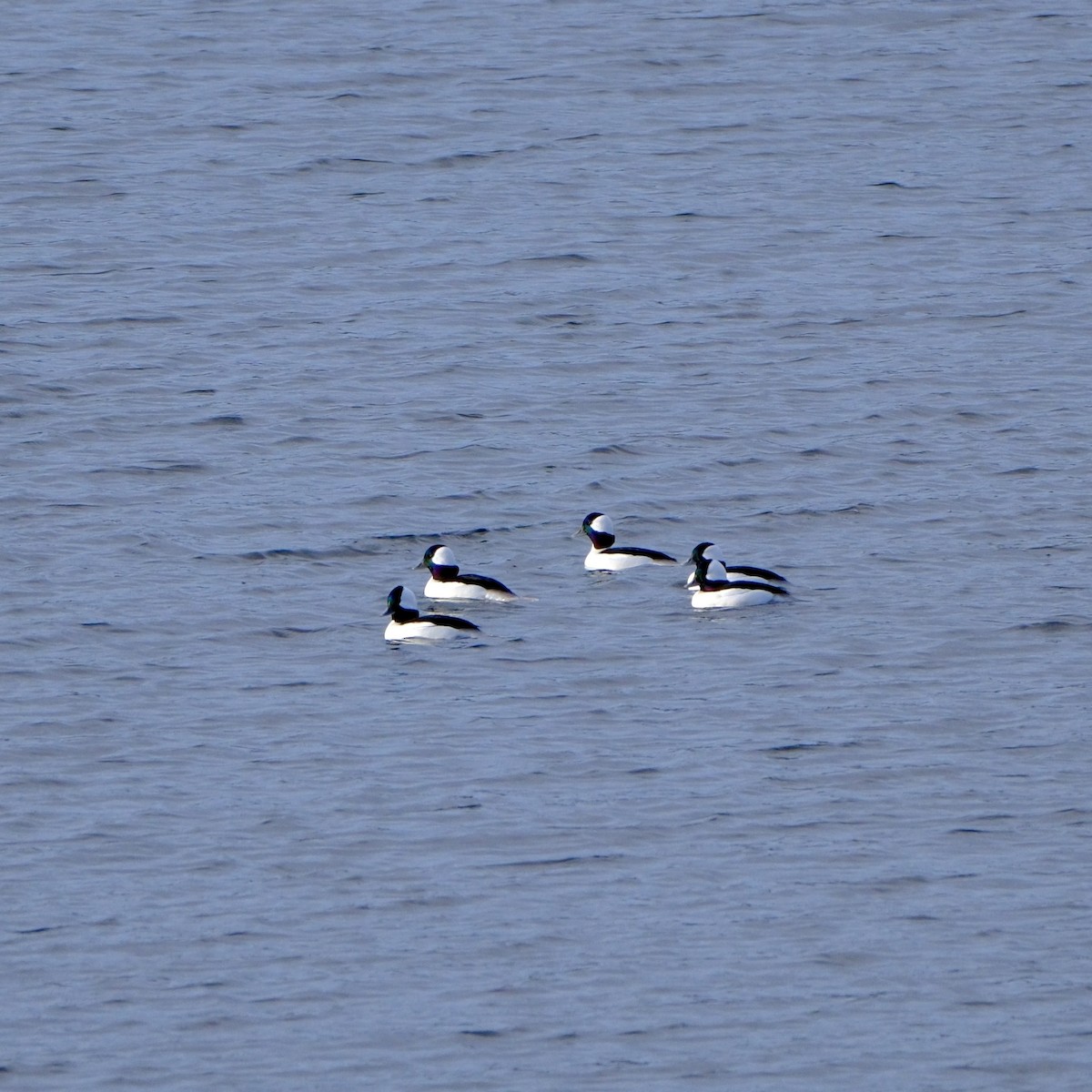 Porrón Albeola - ML645437642