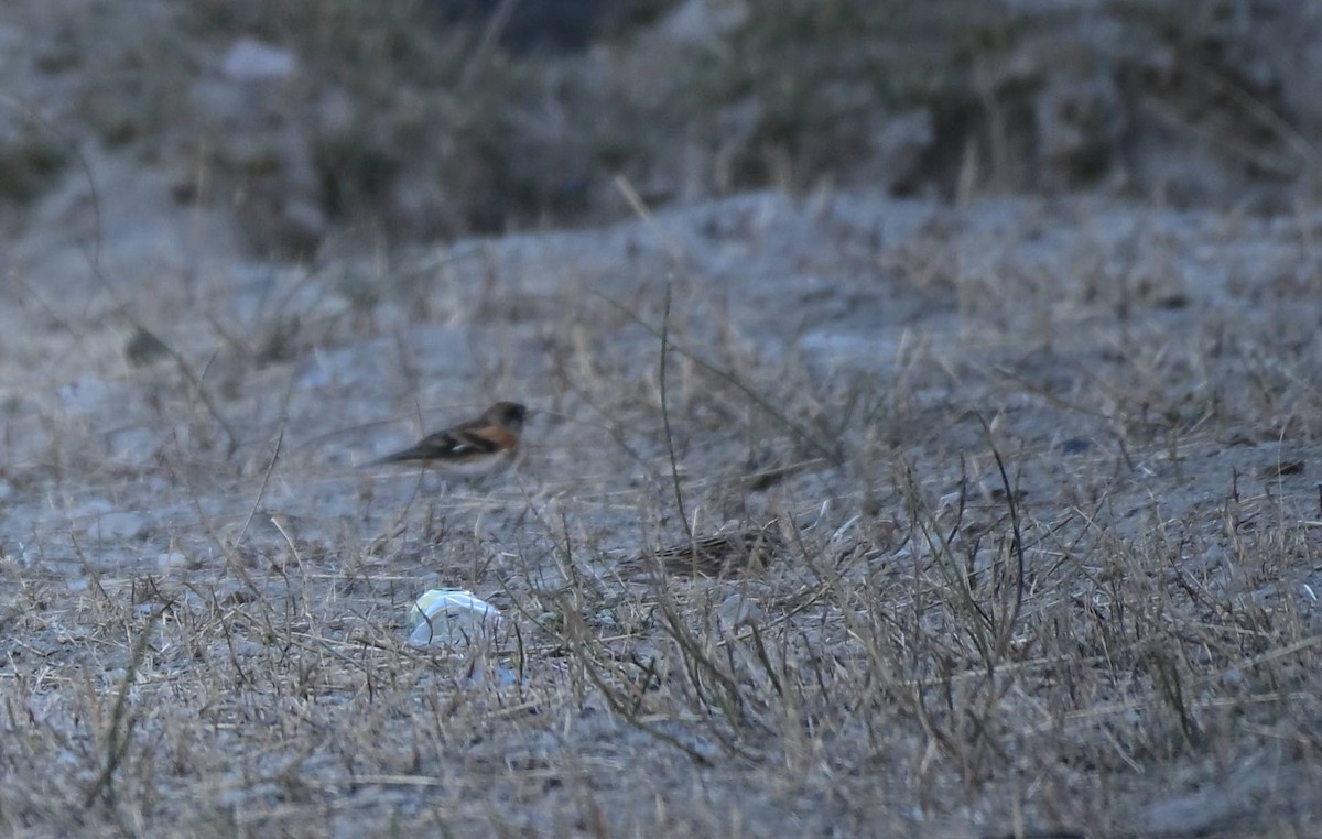 Pinzón Real - ML645437644