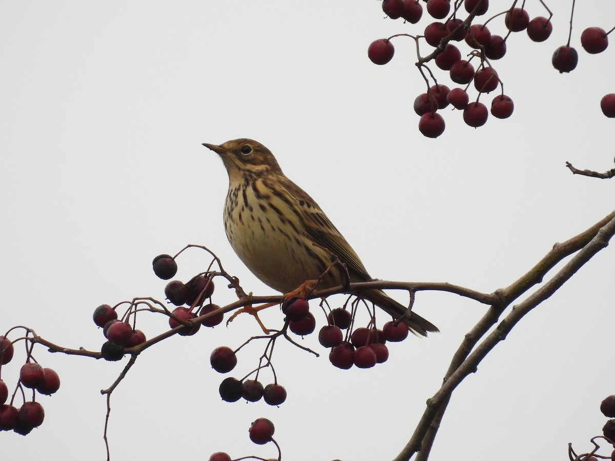 Bisbita Pratense - ML645437645