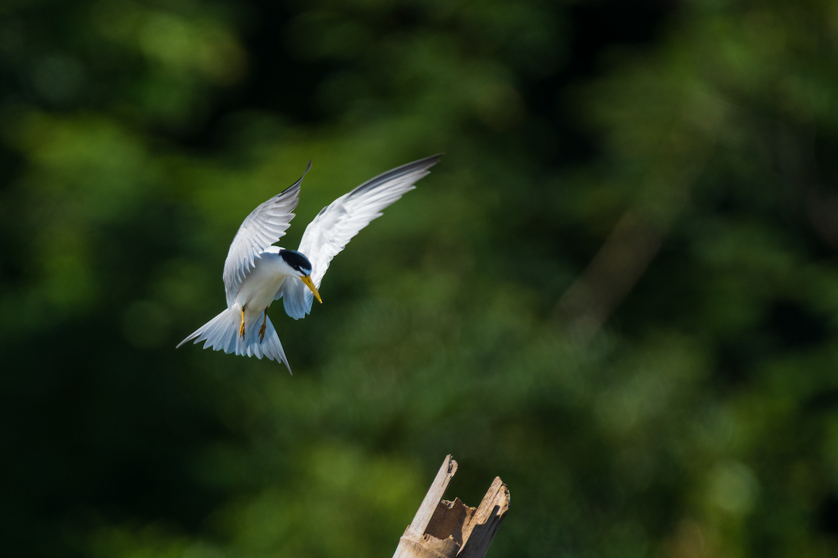 Charrancito Amazónico - ML645437647