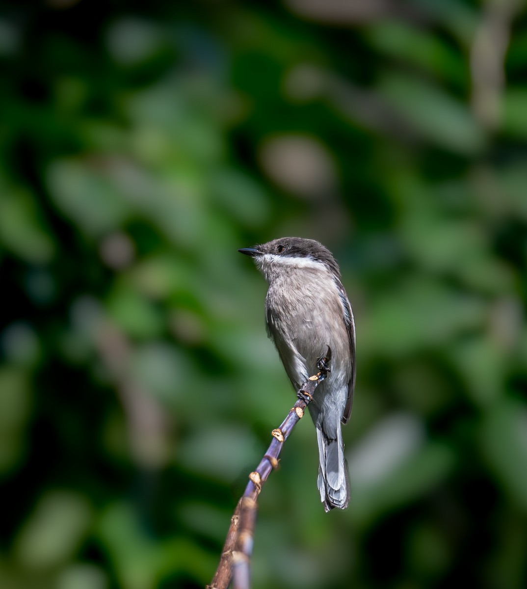 Oruguero Alibarrado - ML645437648