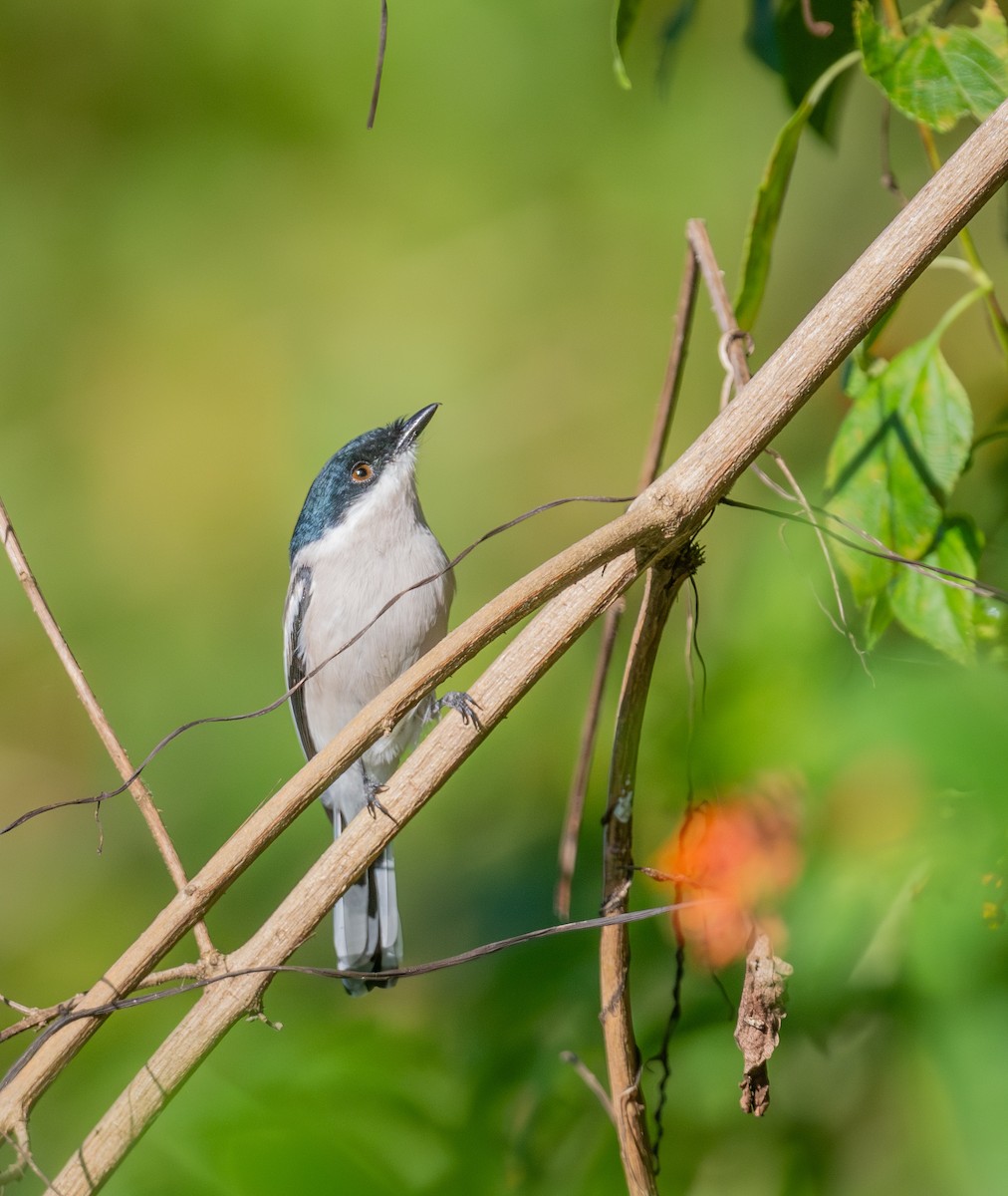 Oruguero Alibarrado - ML645437649