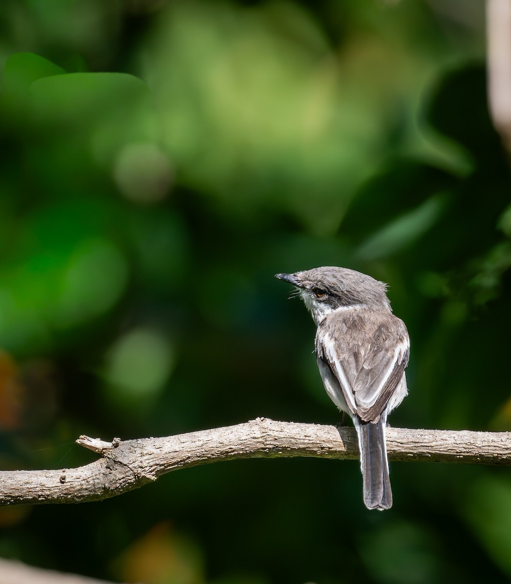 Oruguero Alibarrado - ML645437650