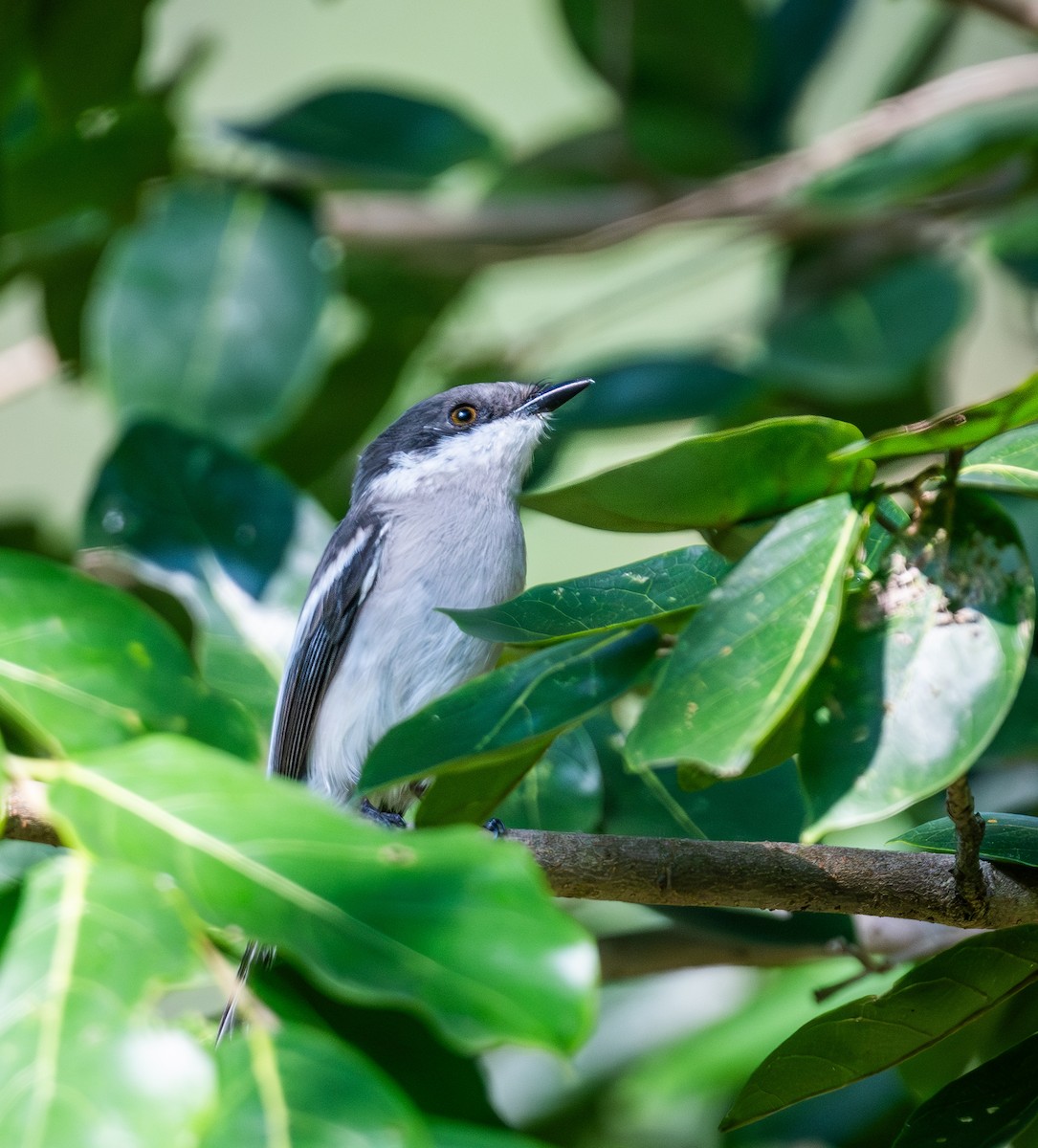 Oruguero Alibarrado - ML645437651