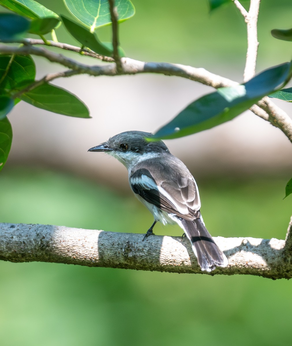 Oruguero Alibarrado - ML645437652