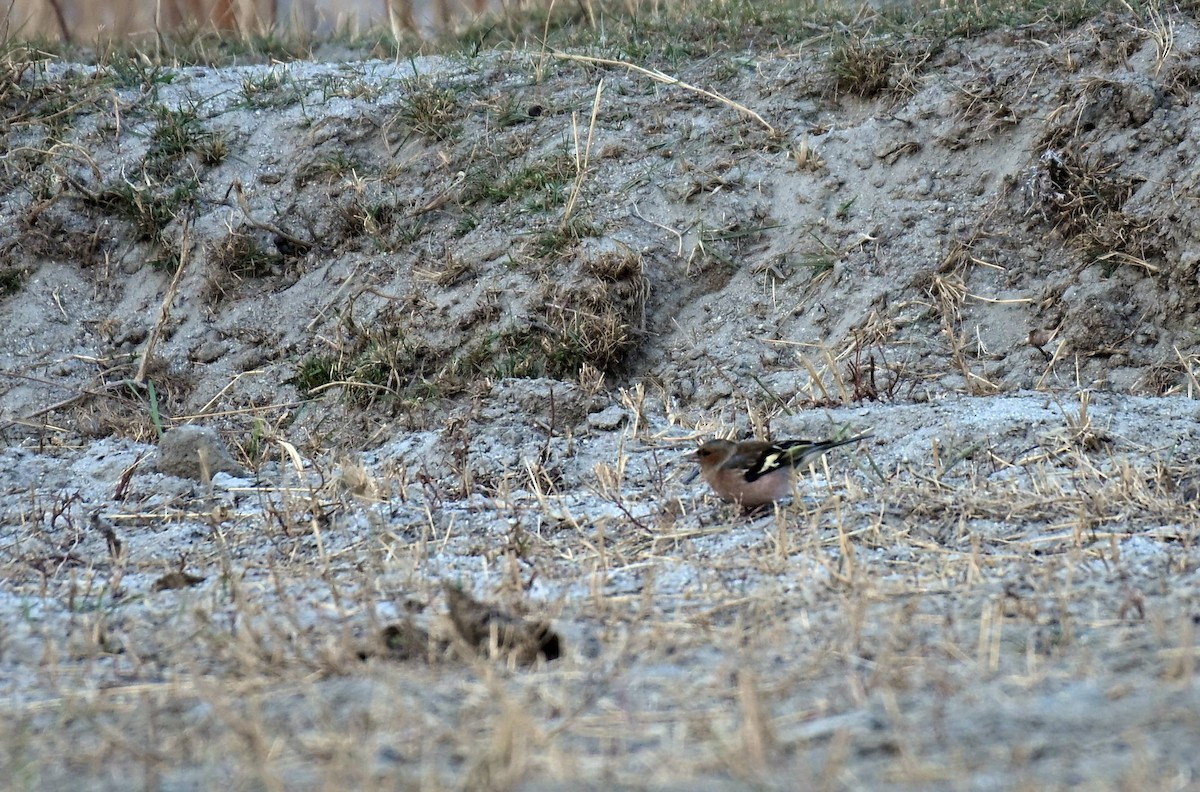 Pinzón Vulgar - ML645437653