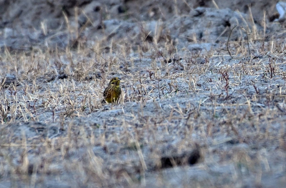 Escribano Cerillo - ML645437654