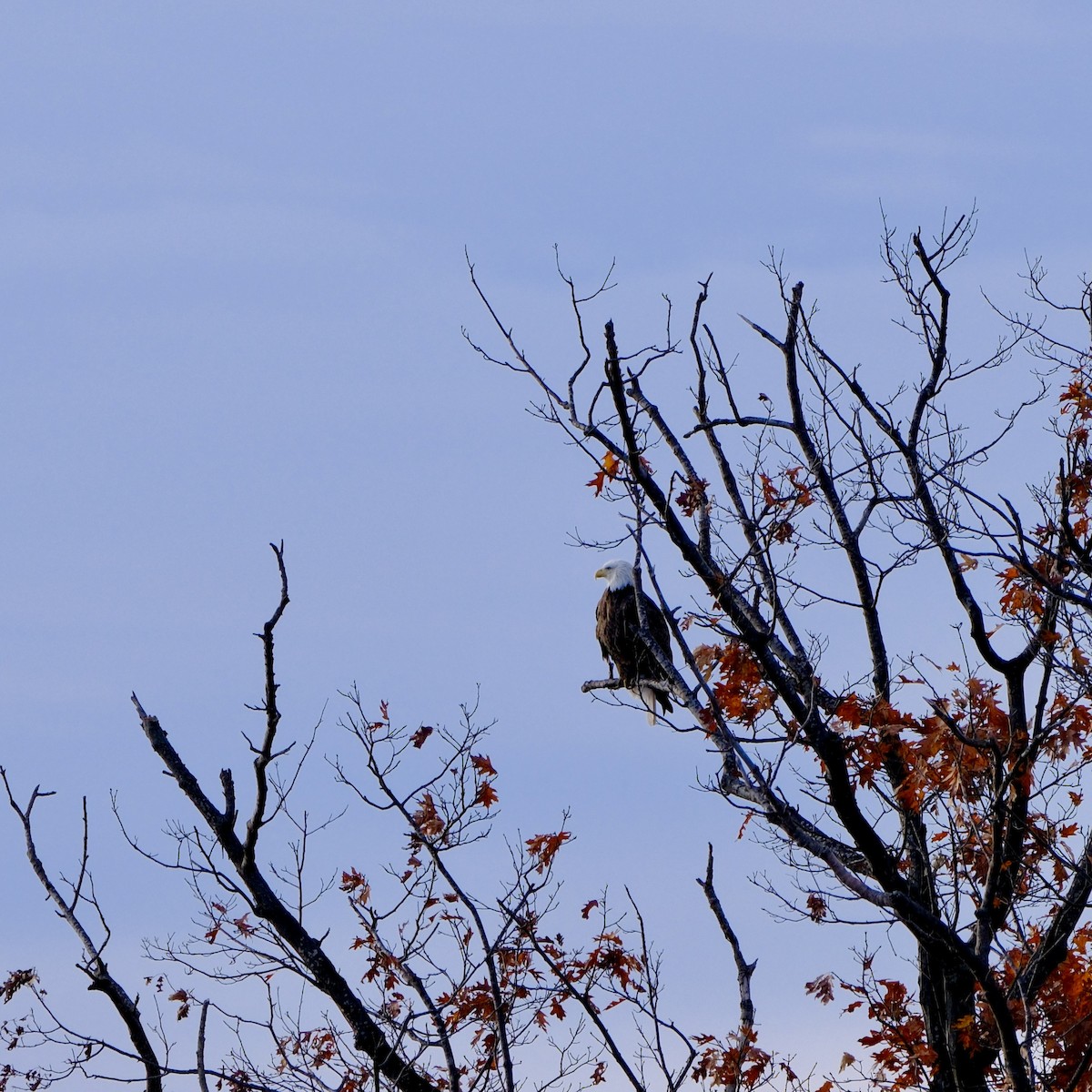 Pigargo Americano - ML645437655