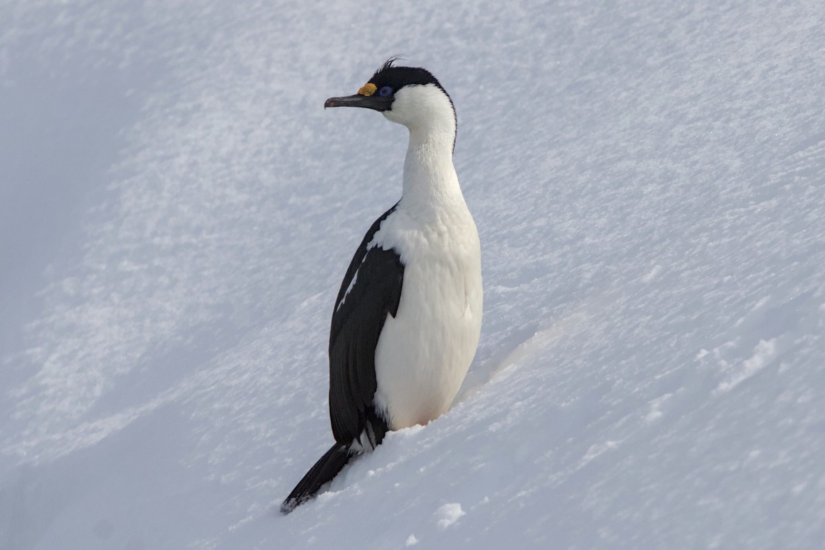 Cormorán Imperial - ML645437656