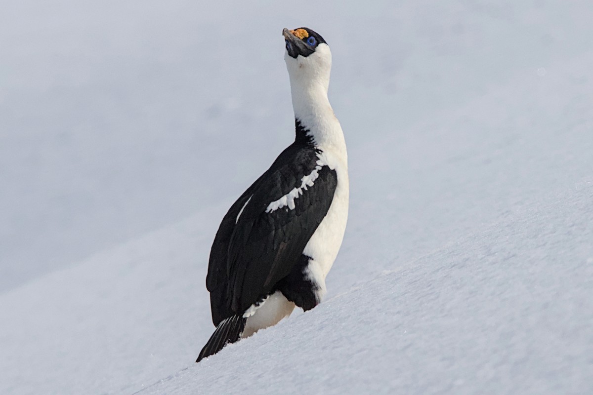 Cormorán Imperial - ML645437657