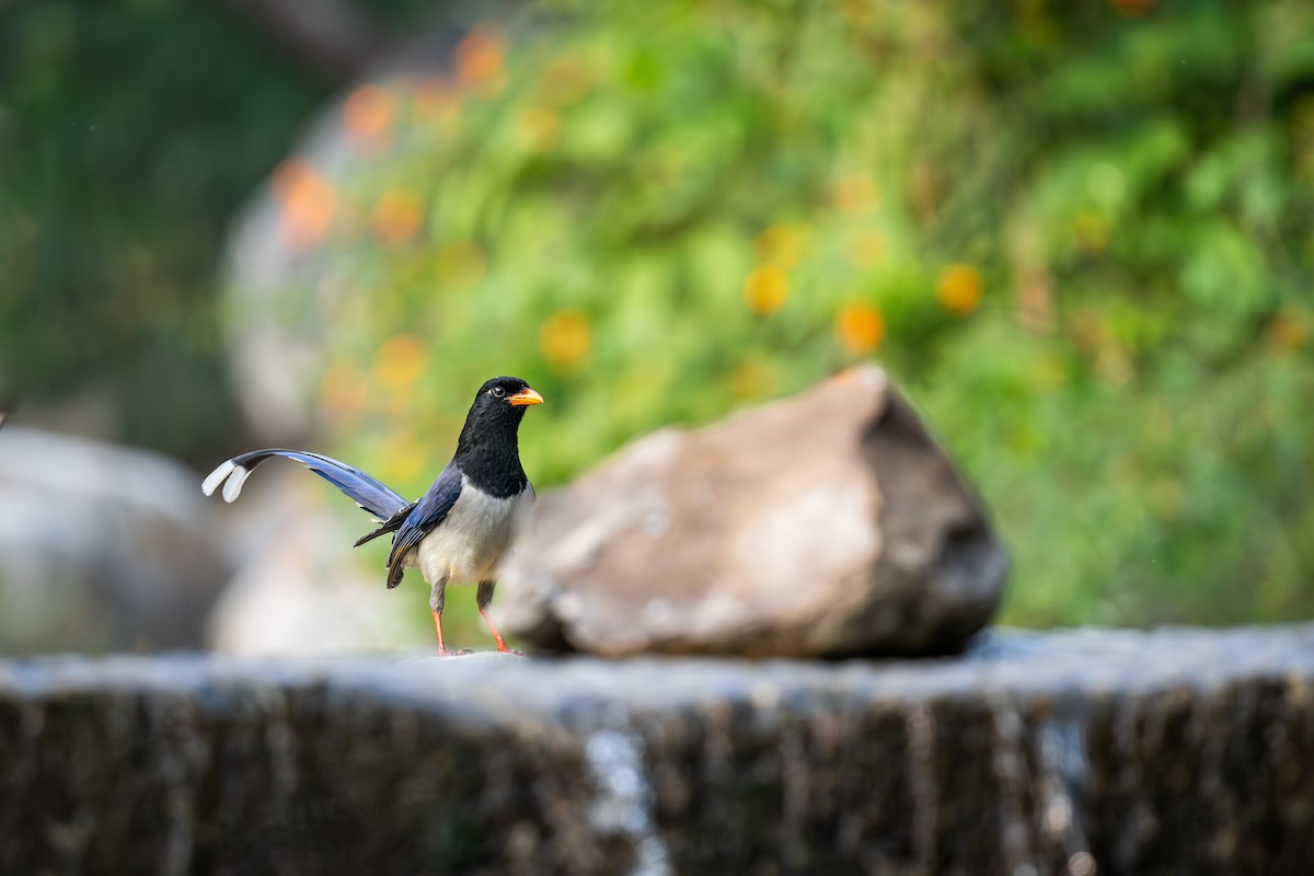 Urraca Piquirroja - ML645437659