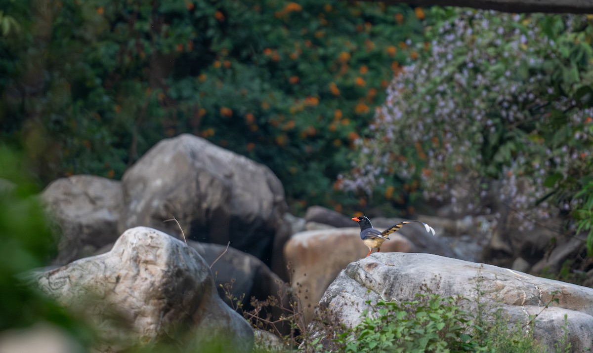 Urraca Piquirroja - ML645437660